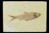 Detailed Fossil Fish (Knightia) - Wyoming #137968-1
